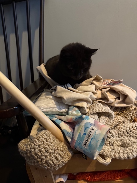This is a picture of my cats Ram.